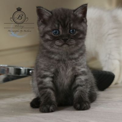 Patachou of British Archanges