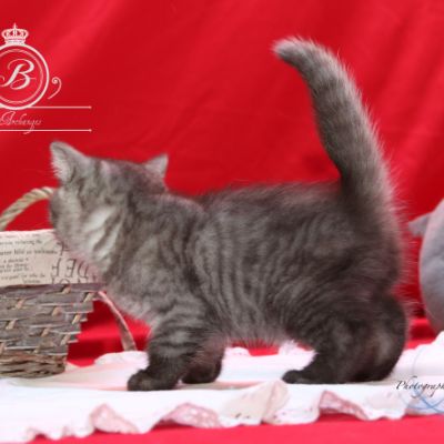 Philibert Of British Archanges