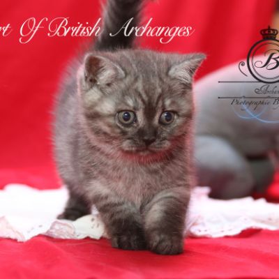 Philibert Of British Archanges