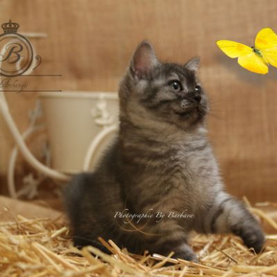 Philibert Of British Archanges