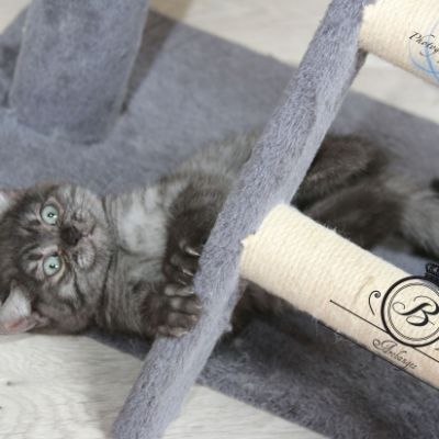 Philibert Of British Archanges