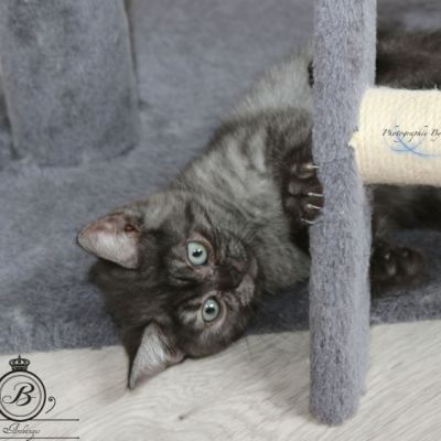 Philibert Of British Archanges