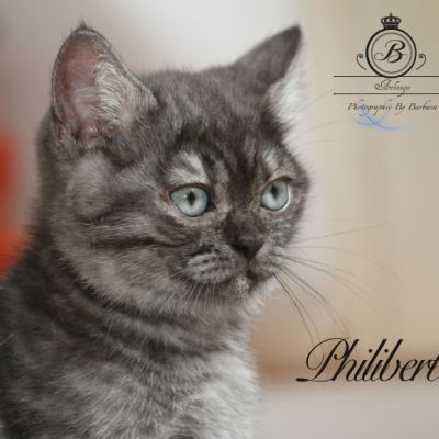 Philibert Of British Archanges