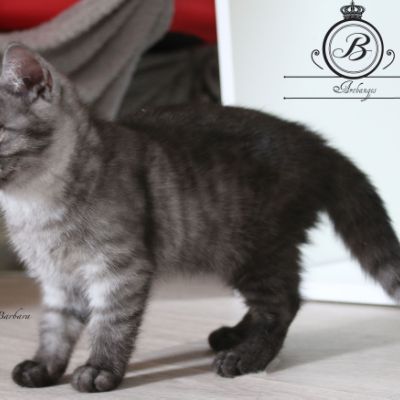 Philibert Of British Archanges