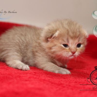 Pikachu of british Archanges