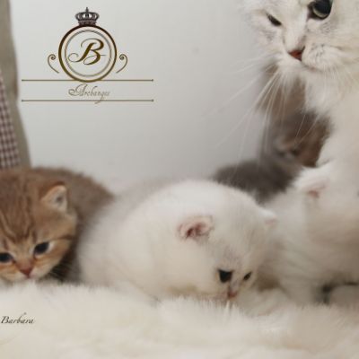 Pikachu of british Archanges