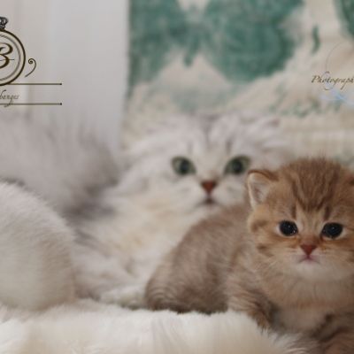 Pikachu of british Archanges