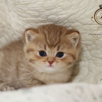 Pikachu of british Archanges