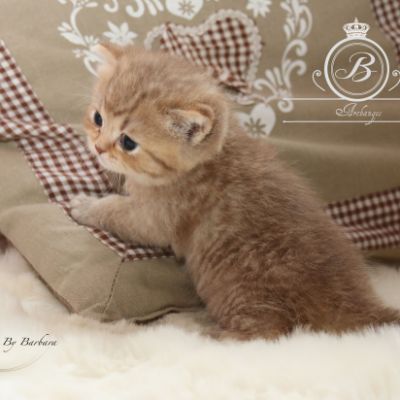 Pikachu of british Archanges