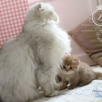 Pikachu of british Archanges