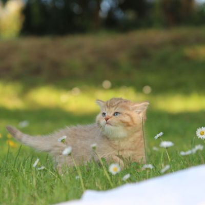 Pikachu of british Archanges