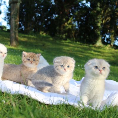 Pikachu of british Archanges