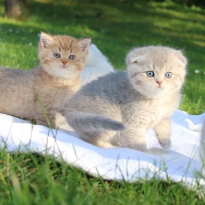 Pikachu of british Archanges