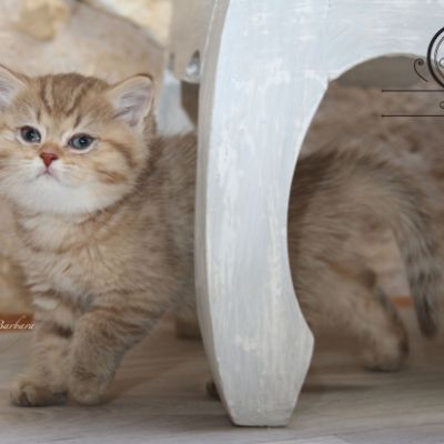 Pikachu of british Archanges