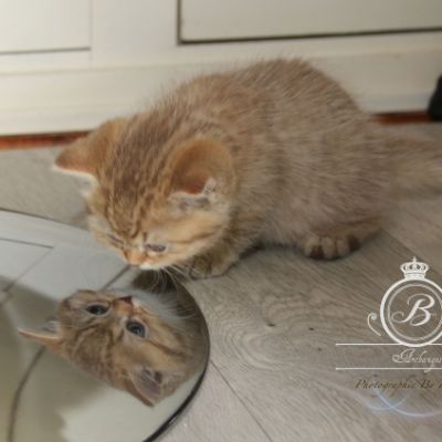 Pikachu of british Archanges