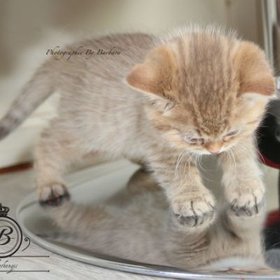 Pikachu of british Archanges