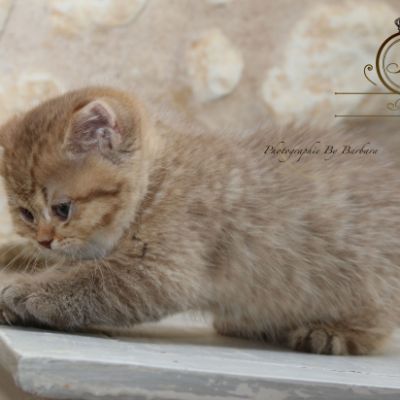 Pikachu of british Archanges