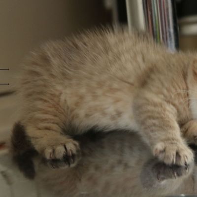 Pikachu of british Archanges