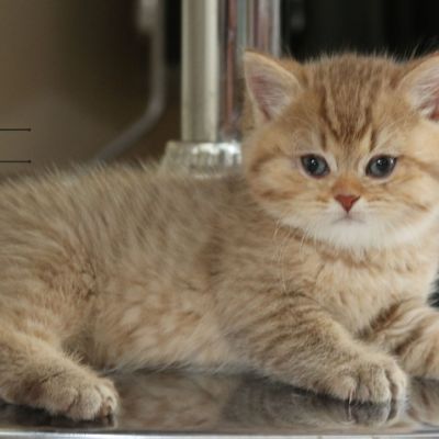 Pikachu of british Archanges