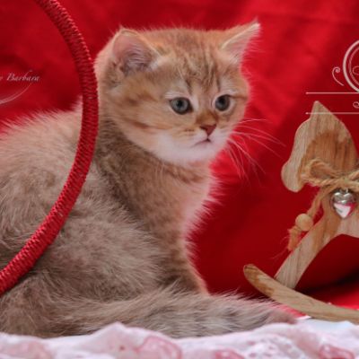 Pikachu of british Archanges