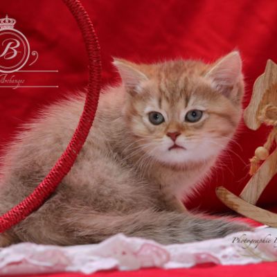 Pikachu of british Archanges