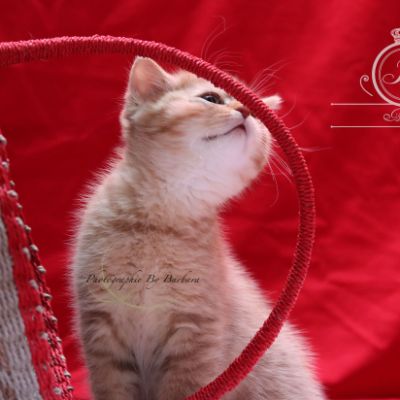 Pikachu of british Archanges