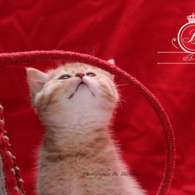 Pikachu of british Archanges