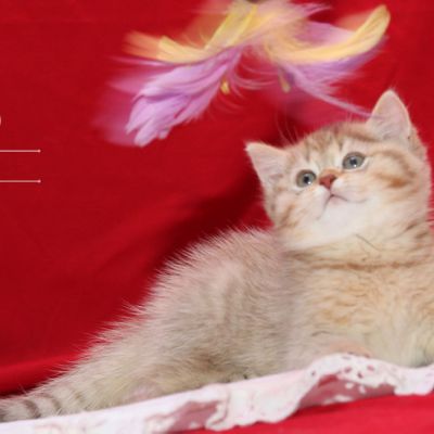 Pikachu of british Archanges