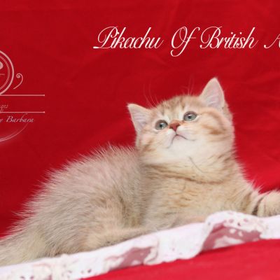 Pikachu of british Archanges