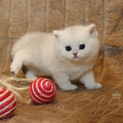 Rhoot Of British Archanges