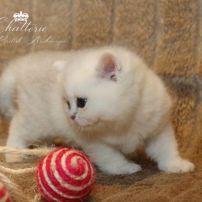 Rhoot Of British Archanges