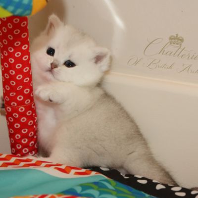 Rhoot Of British Archanges