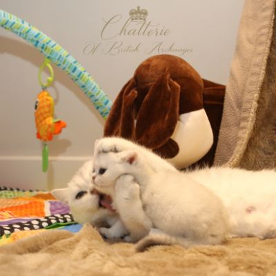 Rhoot Of British Archanges