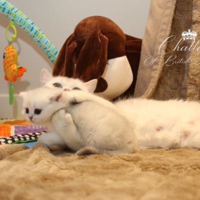 Rhoot Of British Archanges