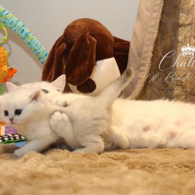 Rhoot Of British Archanges