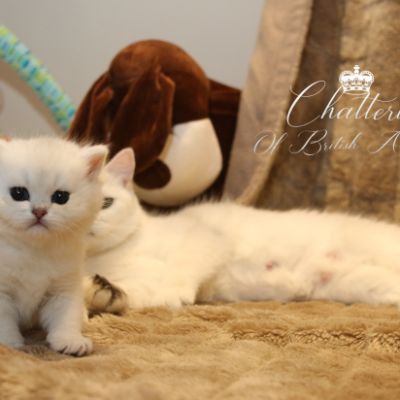 Rhoot Of British Archanges