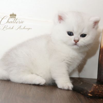 Rhoot Of British Archanges