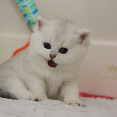 Rhoot Of British Archanges