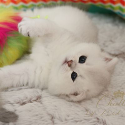 Rhoot Of British Archanges