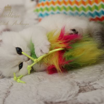 Rhoot Of British Archanges