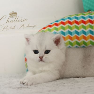 Rhoot Of British Archanges