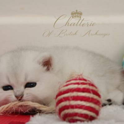 Rhoot Of British Archanges