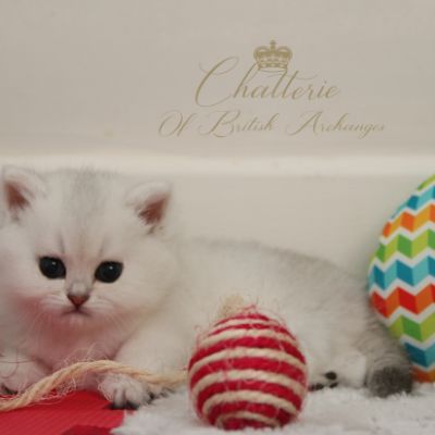 Rhoot Of British Archanges