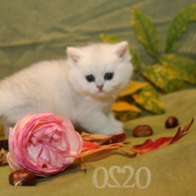 Rhoot Of British Archanges