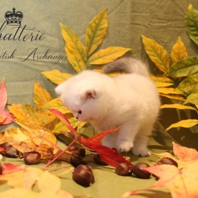 Rhoot Of British Archanges