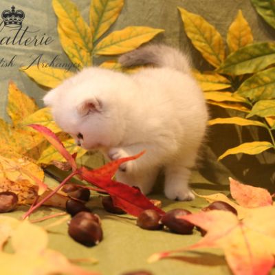 Rhoot Of British Archanges