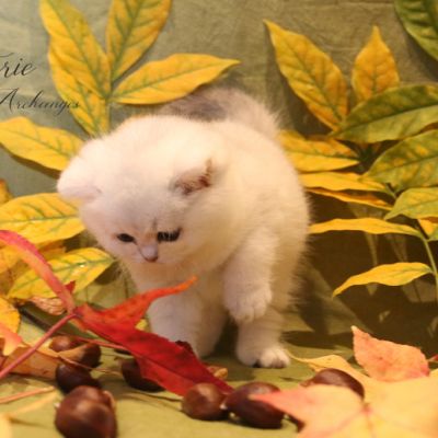 Rhoot Of British Archanges