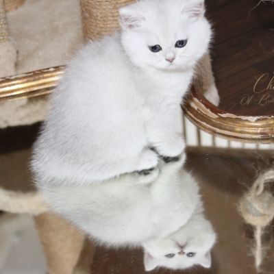 Rhoot Of British Archanges