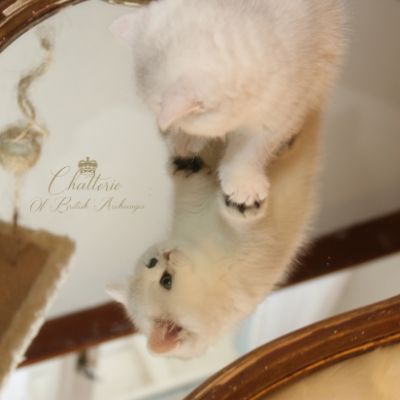 Rhoot Of British Archanges