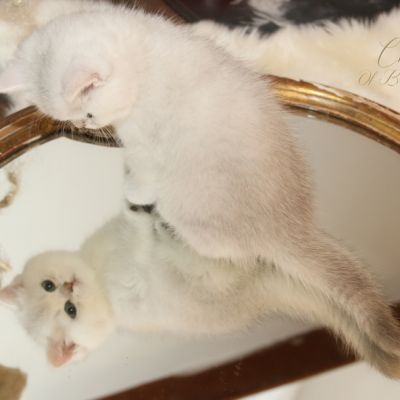 Rhoot Of British Archanges